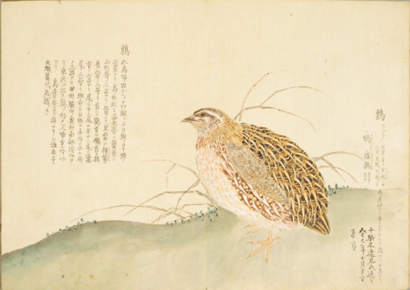 鳥賞案子